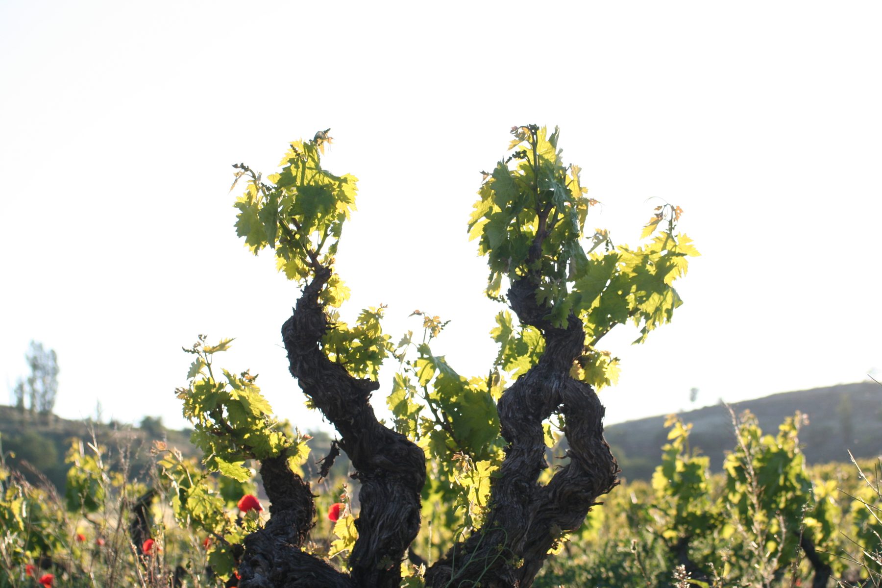 Cepa vieja de Tempranillo brotando en primavera, en Fuentecén