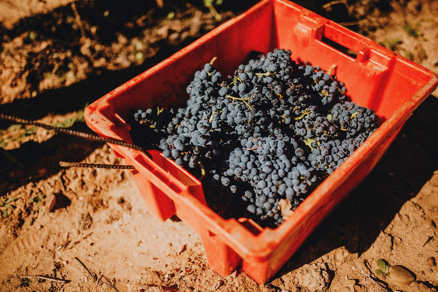 Caja de vendimia llena de racimos de Tempranillo